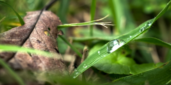 水分を含んだ葉